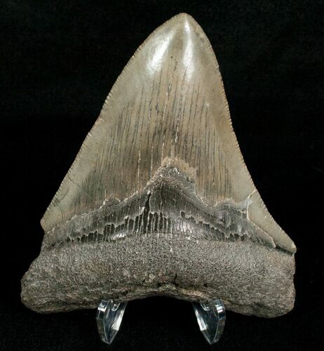 Megalodon Tooth - Nice Shape #4978